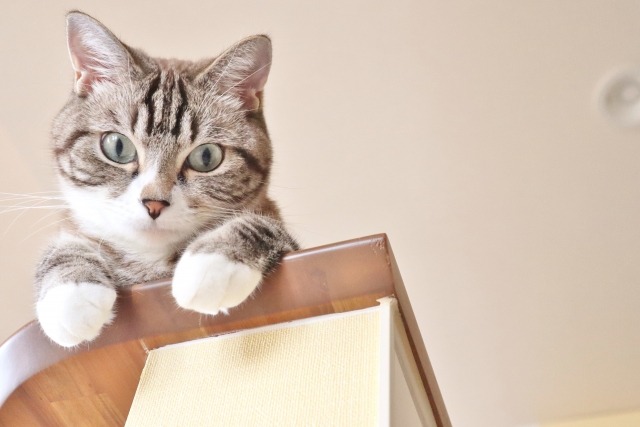 ペットがいても大丈夫！雛人形・五月人形を安全に飾る方法と対策